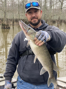 Pike Fishing In Tennessee 